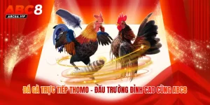 Đá Gà Trực Tiếp Thomo - Đấu Trường Đỉnh Cao Cùng ABC8