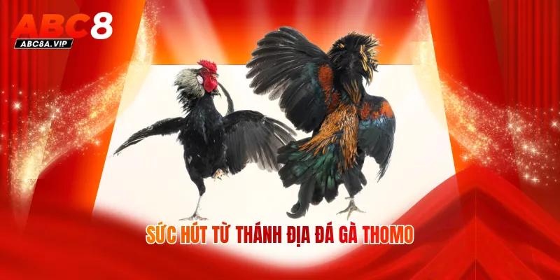 Sức hút từ thánh địa đá gà Thomo